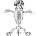 Atividade / Prova de Ciências - Animais Vertebrados e Invertebrados - Com gabarito