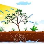 Atividade sobre as Plantas - 1º e 2º ano - Com texto e gabarito