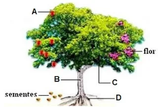 Atividade / Prova de Ciências - Os Vegetais e suas Funções - Com gabarito