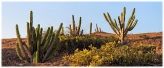 Atividade sobre a Caatinga - 4 ano e 5 ano
