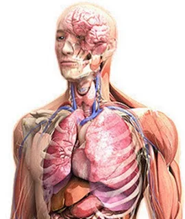 Atividade / Prova de Ciências - A Organização do Corpo Humano - Com gabarito