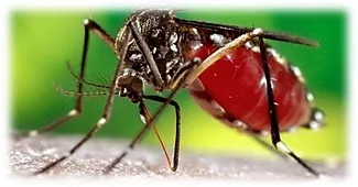 Atividade sobre a dengue