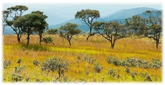 Atividade sobre o cerrado