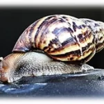 atividade animais invertebrados