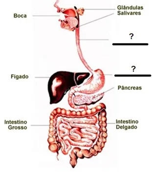 Atividade de Ciências - Sistema Digestório - Anos Finais - Com gabarito