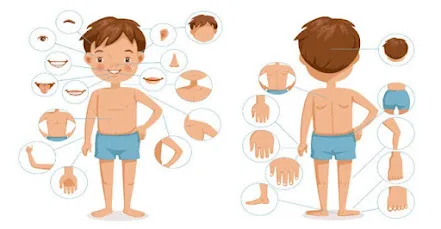 Atividade sobre o Corpo Humano - 2º e 3º ano - Com texto e gabarito