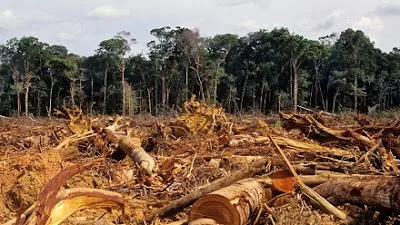 Atividade sobre o desmatamento