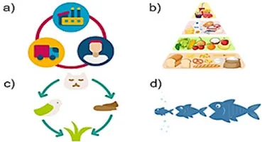 Atividade sobre Cadeia Alimentar - 3º ano