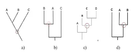 Atividades de Ciências sobre Homologia e Analogia