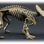 Atividade animais vertebrados
