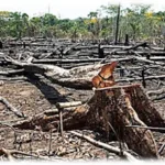 Atividade sobre o Desmatamento da Amazônia - Com Texto e Gabarito