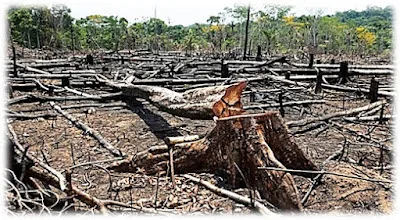 Atividade sobre o Desmatamento da Amazônia - Com Texto e Gabarito