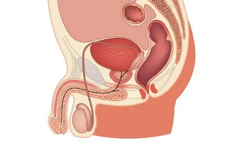 Atividade / Prova de Ciências - O Sistema Genital Masculino - Com gabarito