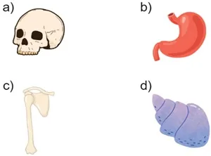 Atividade sobre Animais Vertebrados