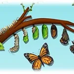 Atividade de História - Tempo e Transformação - 2º e 3º ano - Com texto e gabarito