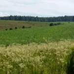Atividade sobre Domínios Morfoclimáticos - Europa, Ásia e Oceania - Com gabarito