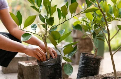 Atividade Interdisciplinar - Aprendendo Português com as Plantas - 2º ano fundamental