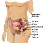 Atividade - Prova de Ciências - Sistema Genital Feminino - Com Gabarito