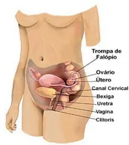 Atividade - Prova de Ciências - Sistema Genital Feminino - Com Gabarito