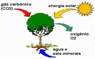 Atividade de Ciências - As Plantas e a Fotossíntese - 4º e 5º ano