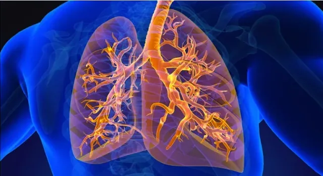 Atividade sobre o Sistema Respiratório - 4º e 5º ano