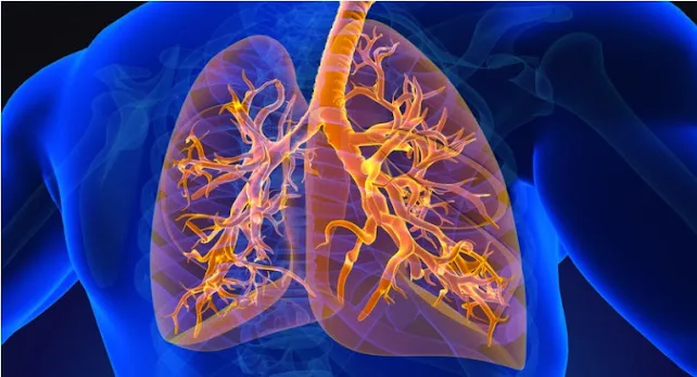 Atividade sobre o Sistema Respiratório - 4º e 5º ano