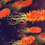 Atividade sobre Fungos e Bactérias - 4° e 5° ano