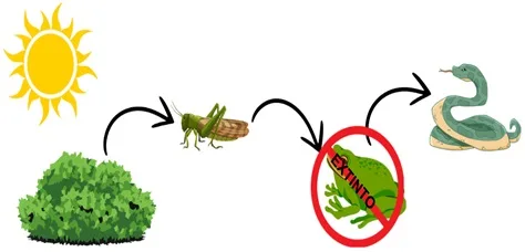 Atividade sobre cadeia alimentar