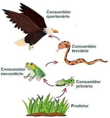 Atividade sobre cadeia alimentar