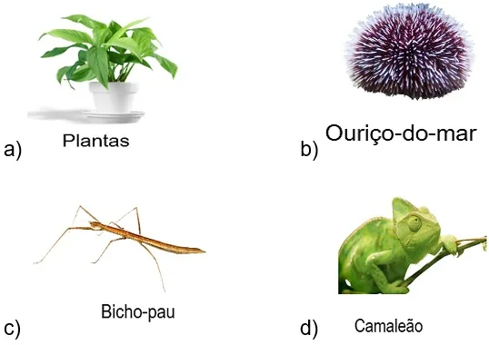 Atividade sobre cadeia alimentar