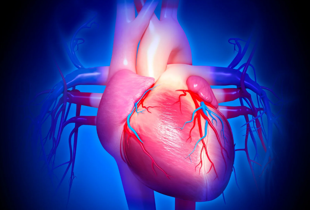 sistema cardiovascular