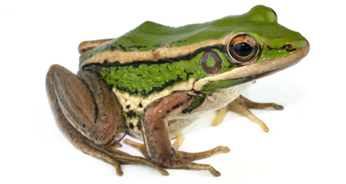 atividade animais domésticos e selvagens
