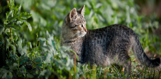 atividade animais domésticos e selvagens