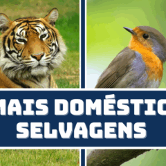 Atividade sobre Animais Domésticos e Selvagens para o 2º e 3º ano