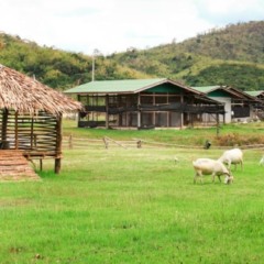 Farm Animals: Atividade Lúdica de Inglês para o 6° ano