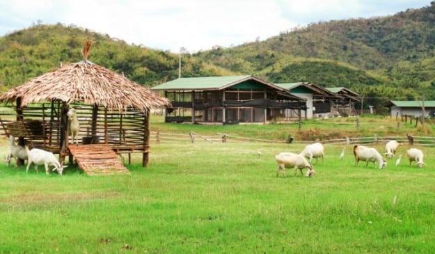 Farm Animals: Atividade Lúdica de Inglês para o 6° ano