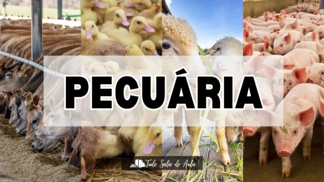 Atividade sobre a Pecuária para o 3º ano fundamental