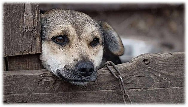 atividade maus-tratos de animais