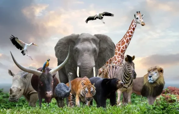 Atividade sobre o Modo de Vida dos Animais - 2º e 3º ano