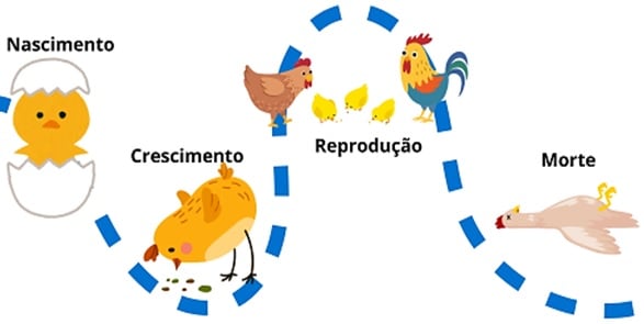 Atividade sobre Ciclo da Vida dos Animais