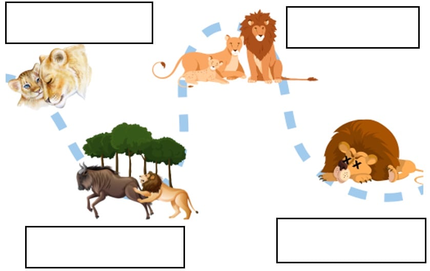 Atividade sobre Ciclo da Vida dos Animais