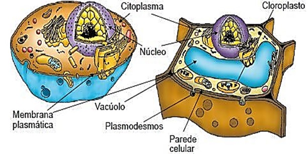 atividade sobre célula