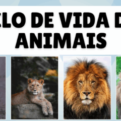 Atividade sobre o Ciclo da Vida dos Animais - 3º ano