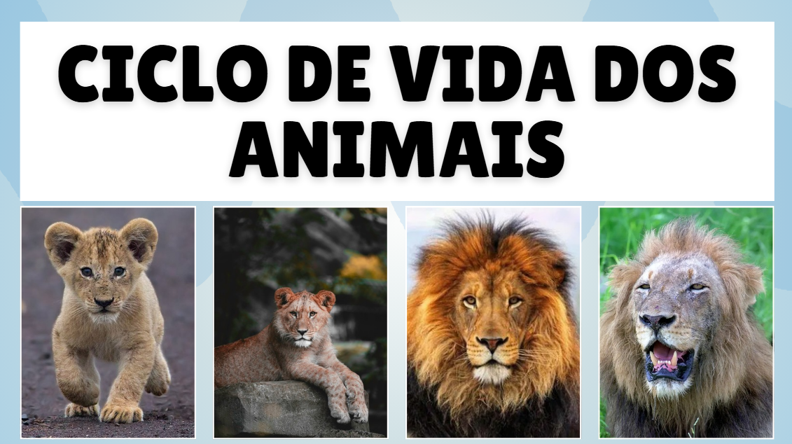 Atividade sobre Ciclo da Vida dos Animais