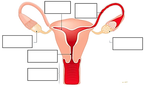 Atividade sobre ciclo menstrual e fecundação