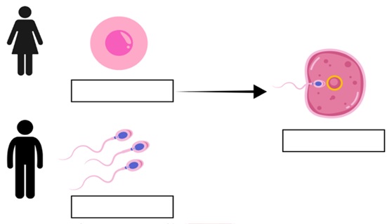 Atividade sobre ciclo menstrual e fecundação