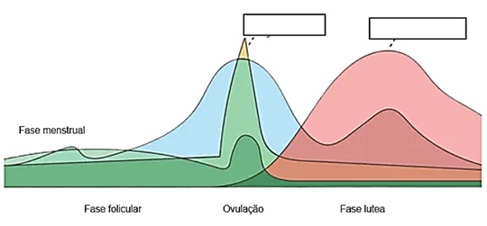 Atividade sobre ciclo menstrual e fecundação
