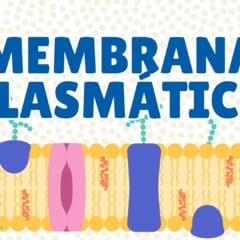 Membrana Plasmática - Exercícios para o 6º e 7º ano