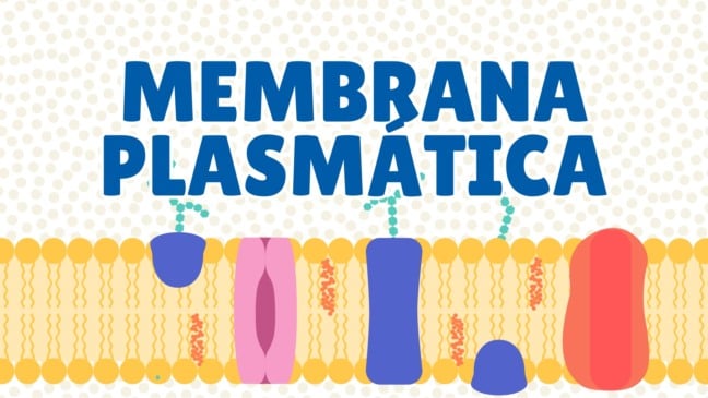 Membrana Plasmática - Exercícios para o 6º e 7º ano
