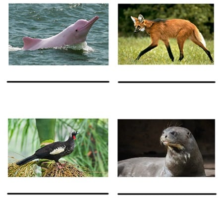 Atividade sobre animais em extinção - 6º e 7º ano